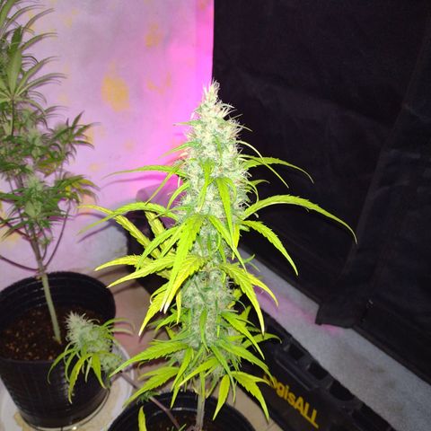 W.L.G. y EMA WEED growlog timeline photo