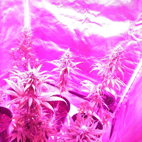 W.L.G. y EMA WEED growlog timeline photo