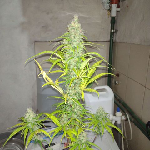 W.L.G. y EMA WEED growlog timeline photo