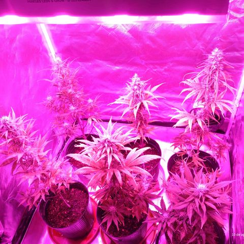W.L.G. y EMA WEED growlog timeline photo