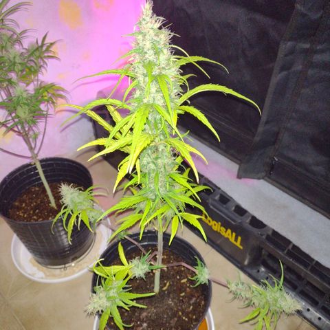 W.L.G. y EMA WEED growlog timeline photo