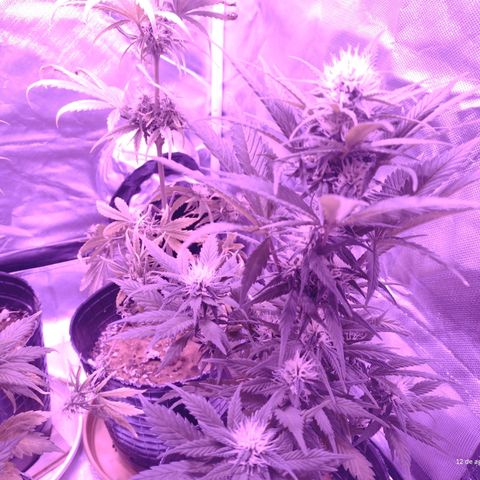 W.L.G. y EMA WEED growlog timeline photo
