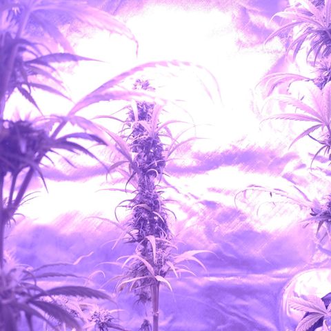 W.L.G. y EMA WEED growlog timeline photo