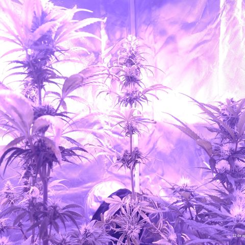 W.L.G. y EMA WEED growlog timeline photo