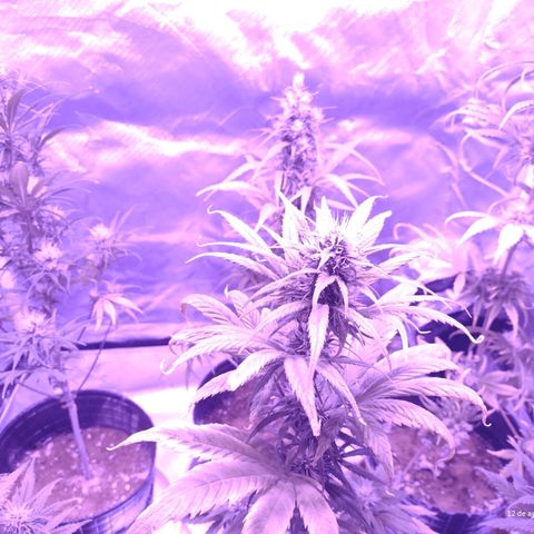 W.L.G. y EMA WEED growlog timeline photo