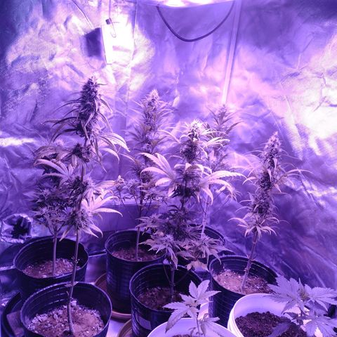 W.L.G. y EMA WEED growlog timeline photo