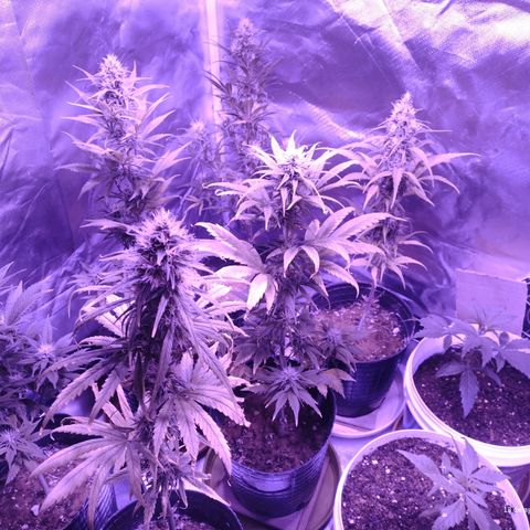 W.L.G. y EMA WEED growlog timeline photo