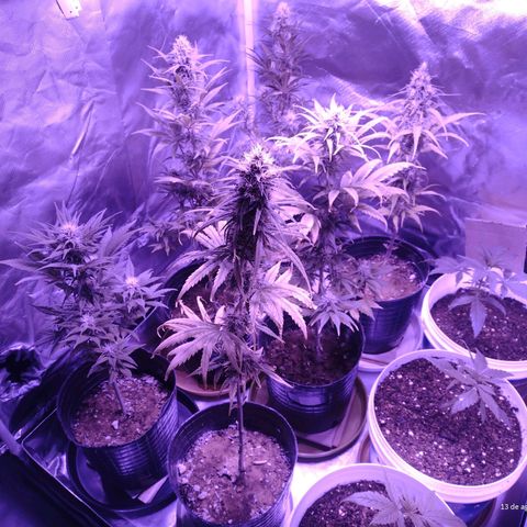 W.L.G. y EMA WEED growlog timeline photo