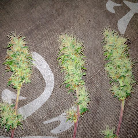 W.L.G. y EMA WEED growlog timeline photo