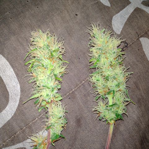W.L.G. y EMA WEED growlog timeline photo