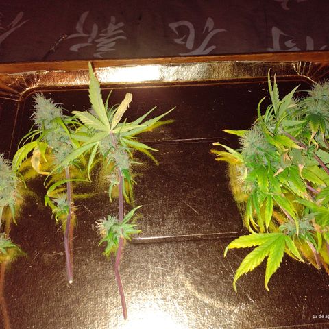 W.L.G. y EMA WEED growlog timeline photo
