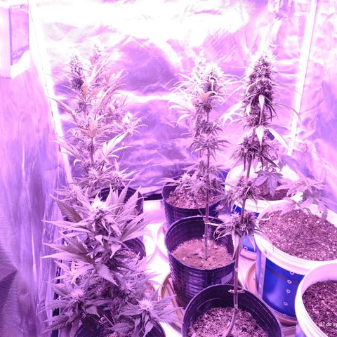 W.L.G. y EMA WEED growlog timeline photo