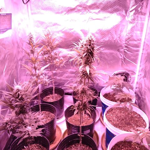 W.L.G. y EMA WEED growlog timeline photo