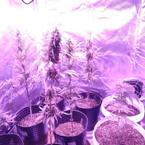 W.L.G. y EMA WEED growlog timeline photo