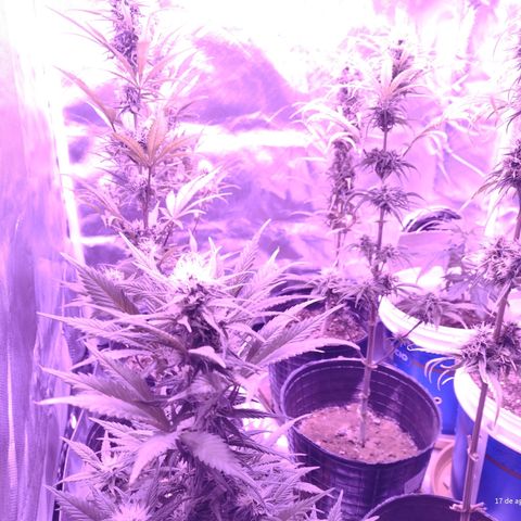 W.L.G. y EMA WEED growlog timeline photo