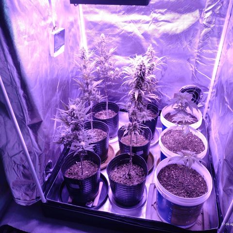 W.L.G. y EMA WEED growlog timeline photo