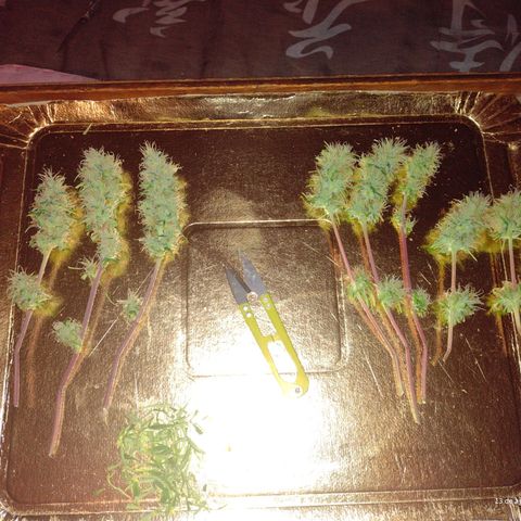 W.L.G. y EMA WEED growlog timeline photo