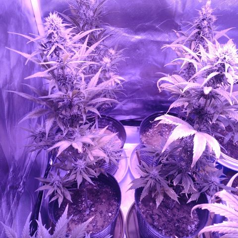 W.L.G. y EMA WEED growlog timeline photo