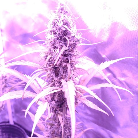 W.L.G. y EMA WEED growlog timeline photo
