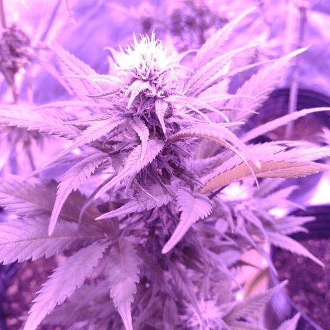 W.L.G. y EMA WEED growlog timeline photo
