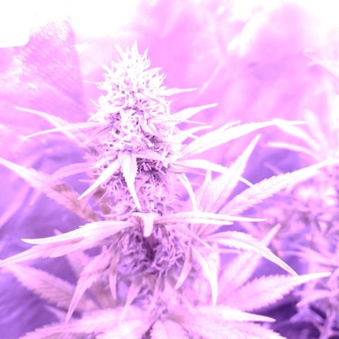 W.L.G. y EMA WEED growlog timeline photo
