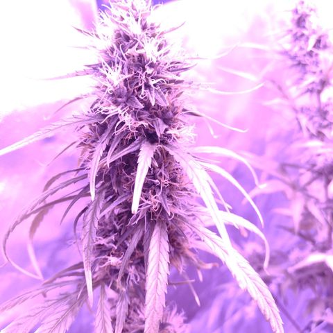 W.L.G. y EMA WEED growlog timeline photo