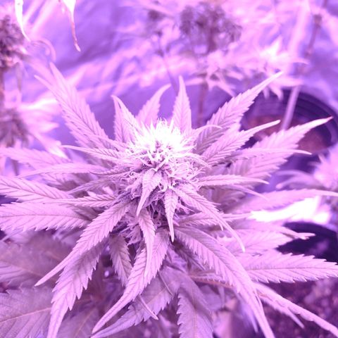 W.L.G. y EMA WEED growlog timeline photo