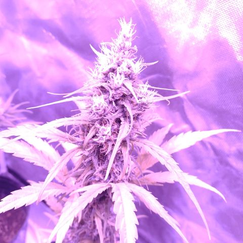 W.L.G. y EMA WEED growlog timeline photo