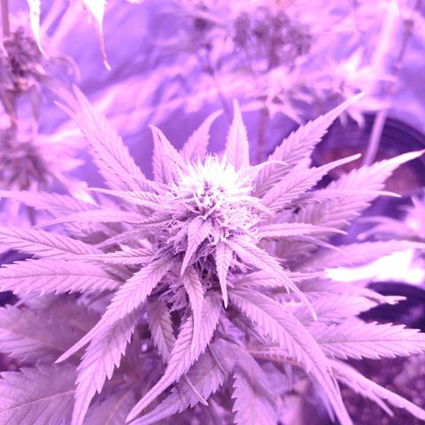 W.L.G. y EMA WEED growlog timeline photo
