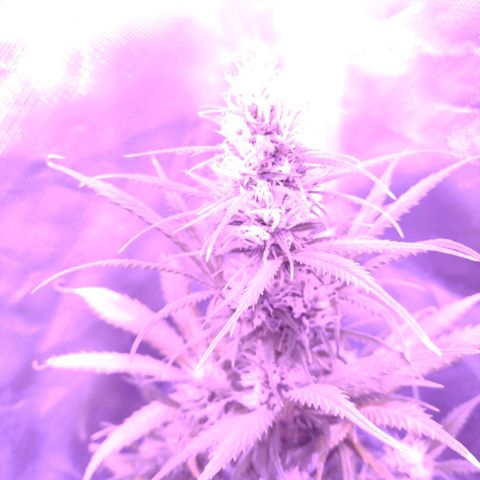 W.L.G. y EMA WEED growlog timeline photo