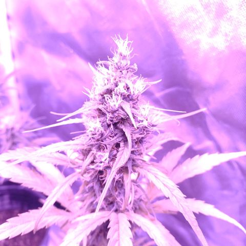W.L.G. y EMA WEED growlog timeline photo