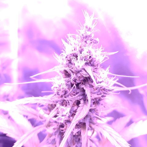 W.L.G. y EMA WEED growlog timeline photo