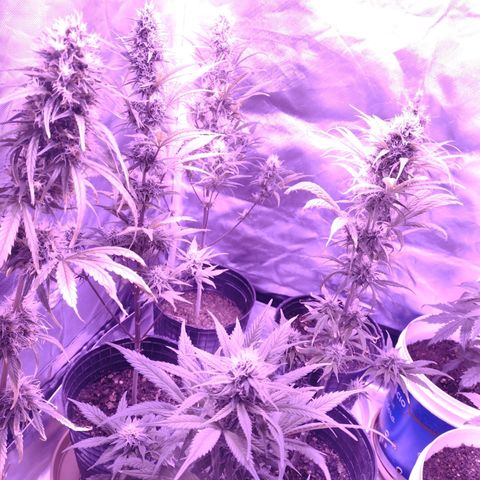 W.L.G. y EMA WEED growlog timeline photo