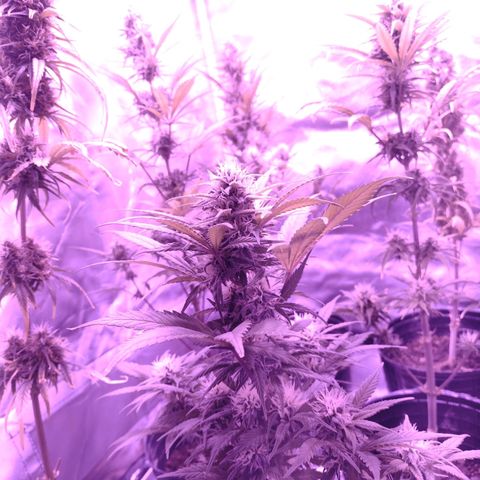 W.L.G. y EMA WEED growlog timeline photo