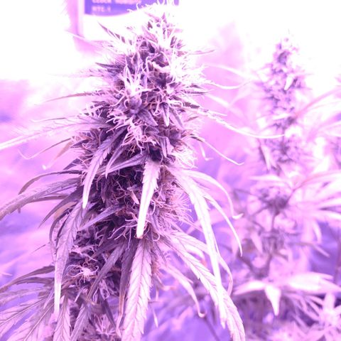 W.L.G. y EMA WEED growlog timeline photo