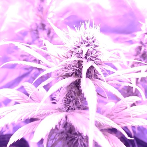 W.L.G. y EMA WEED growlog timeline photo