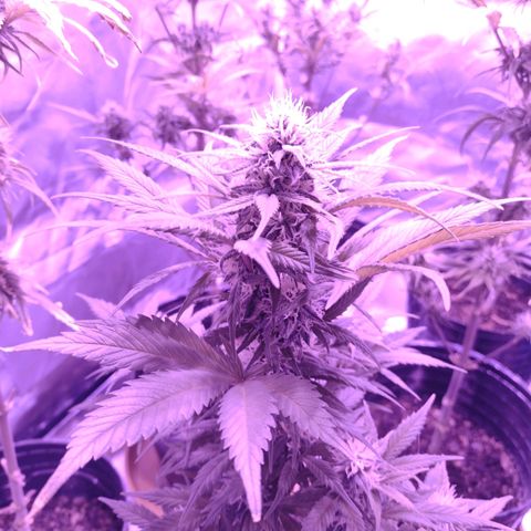 W.L.G. y EMA WEED growlog timeline photo