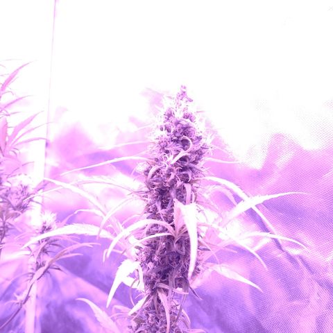 W.L.G. y EMA WEED growlog timeline photo