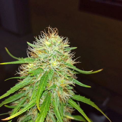 W.L.G. y EMA WEED growlog timeline photo