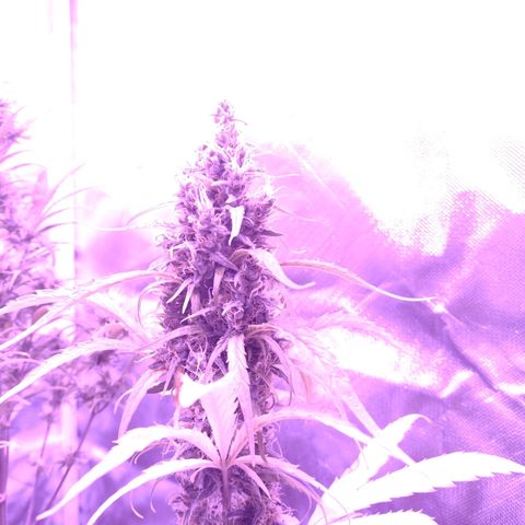 W.L.G. y EMA WEED growlog photo: Regacion 