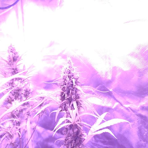 W.L.G. y EMA WEED growlog photo: Regacion 
