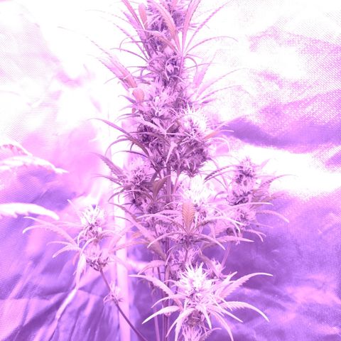 W.L.G. y EMA WEED growlog photo: Regacion 