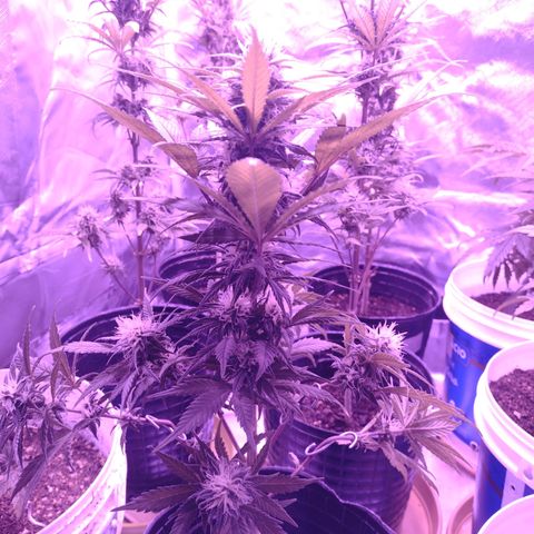 W.L.G. y EMA WEED growlog photo: Regacion 