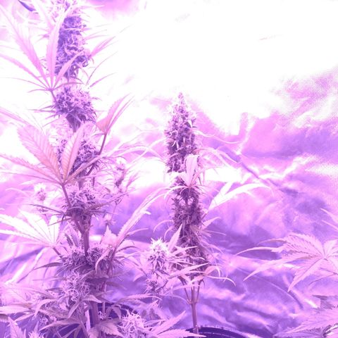 W.L.G. y EMA WEED growlog photo: Regacion 