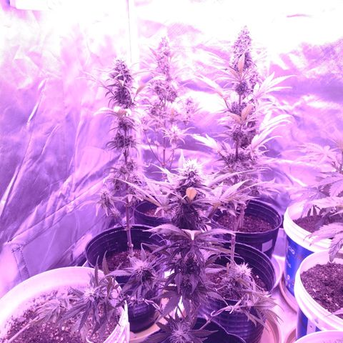 W.L.G. y EMA WEED growlog photo: Regacion 