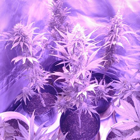 W.L.G. y EMA WEED growlog timeline photo