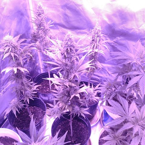 W.L.G. y EMA WEED growlog timeline photo