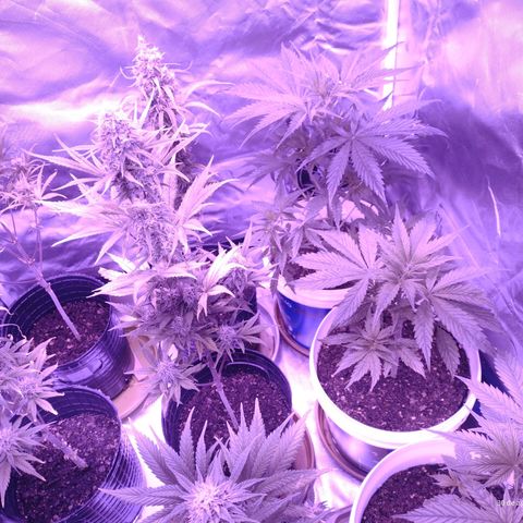 W.L.G. y EMA WEED growlog timeline photo