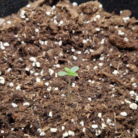 Epsilon growlog timeline photo