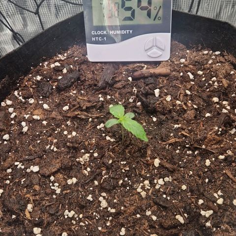 Epsilon growlog timeline photo